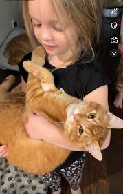 Missing our cat, he's an orange Tabby near Gilmer Rd and Pineridge.