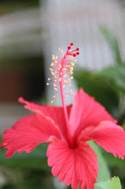 Check spelling or type a new query. Hibiscus Tea A Healthy Delicious African Infusion