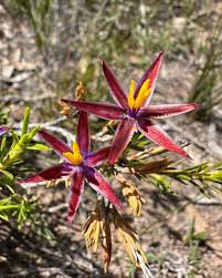 Image result for Cassipourea mollis