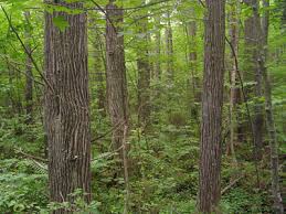 Northern white cedars can develop deep tap roots that benefit from a tall. Maine Natural Areas Program Rare Plant Fact Sheet For Chamaecyparis Thyoides