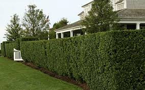 Image result for Eugenia