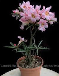 Image result for Adenium boehmianum