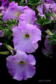 How To Grow The Prettiest Most Fragrant Annual Petunias