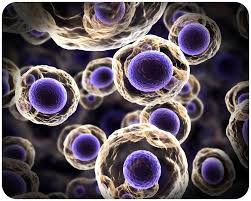 Nucleus Google Search Stem Cell Therapy Cell Therapy Stem Cells