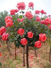 Pink Rose Tree Seeds Rose Trees Flower Garden Beautiful Rose Flowers