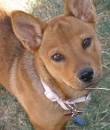 Poo-Shi : Shiba Inu and Poodle Mix