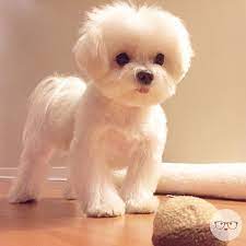 See more ideas about maltese, maltese dogs, maltese puppy. Cute Maltipoo Haircuts Hairstyles Ideas Fashion Hair Style Dog Haircuts Maltese Puppy Maltese Haircut