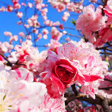 Peppermint flowering peach tree growing zone. Peppermint Flowering Peach Tree For Sale Online The Tree Center