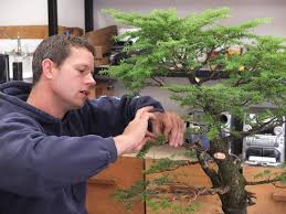 It is not a particular kind of tree. The Art Of Japanese Bonsai Trees Craftsmanship Magazine