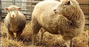 Dolly The First Cloned Being Human Cloning Is Very Possible You May Not Have Realized It But Identical Twins Are Animals Animal Behavior Animal Puns Funny