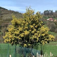 Image result for Aeschynomene pawekiae