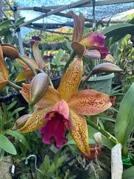 Image result for Rhipidoglossum globulosocalcaratum