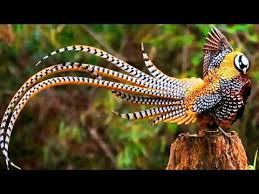Ayam Hias Youtube In 2020 Pheasant Beautiful Birds Pet Birds