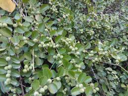 Image result for Scutia myrtina