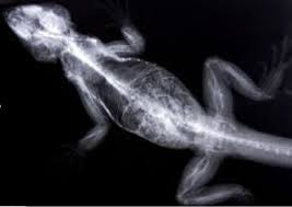 Is calcium carbonate safe to take if. Conseils Pour Une Addition Correcte De Calcium