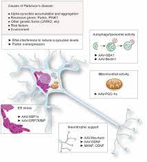 Frontiers Gene Therapy A Promising Approach For Neuroprotection In Parkinson S Disease Frontiers In Neuroanatomy