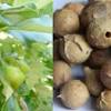 Produk minuman herba terbaik untuk memulihkan masalah buasir, sembelit dan berak berdarah. 1