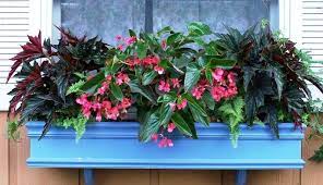 Color Up Your Shade Garden With Begonias Flower Boxes Garden Containers Container Flowers