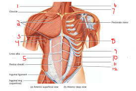 The clavicle (collarbone), the scapula (shoulder blade), and the humerus (upper arm bone) as well as associated muscles, ligaments and tendons. Anatomy Exam 2 Flashcards Easy Notecards