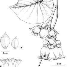 Image result for Tragia grandistipularis