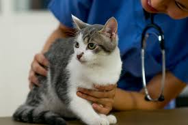 We did not find results for: How To Treat Luxating Patella In Cats