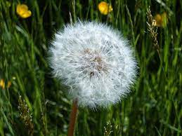 Dandelion Simple English Wikipedia The Free Encyclopedia