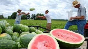 Lets Get Real About Seedless Watermelons They Have Seeds