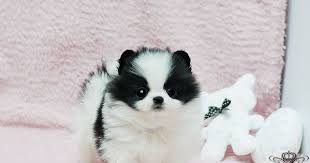 Black And White Maltese Pomeranian Mix Pomeranian Panda Baby Panda Handsome Micro Black White Pomeranian Royal Teacup Cute Teacup Puppies Cute Animals Pomeranian Puppy Teacup