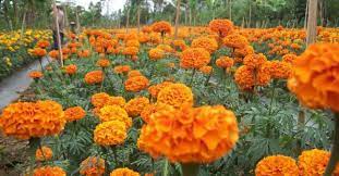 Warna berbeda dari satu jenis bunga saja maknanya berbeda juga. 35 Bunga Gemitir
