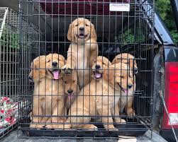 The golden retriever is one of the most popular dogs in the u.s. Tallant Hill Golden Retrievers Home Facebook