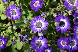 Image result for Pericallis hybrida