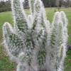 Is cactus good for hair? 1