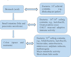 Figure 1 From Impacts Of Gut Bacteria On Human Health And Diseases Semantic Scholar