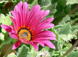 Image result for Arctotis