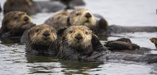 What Drifting Car Tires Can Tell Us About Dead Sea Otters Hakai Magazine