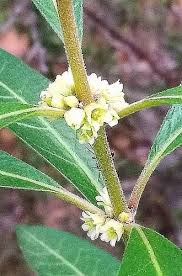 Image result for Peraceae