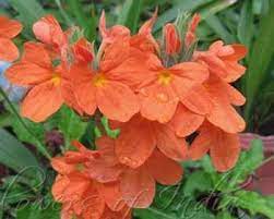 Flowers Names In Gujarati Whatiscalled Com