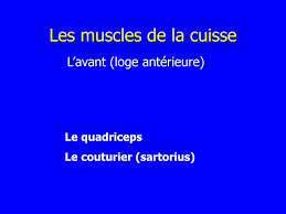 Transverse de l'abdomen (musculum transversus. Ppt Les Muscles De La Cuisse Powerpoint Presentation Free Download Id 589889