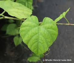 Image result for Cissus rubiginosa