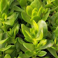 Image result for Crassula rhodesica