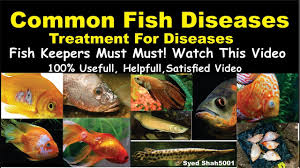 Types Of Aquarium Fish Disease And Treatment Of Diseases Hindi Urdu With English Sub Fishdisease