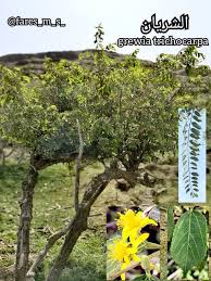 Image result for Grewia trichocarpa