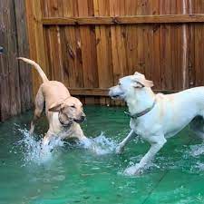 4 paws pet resort is pleased to provide you with our policies and important information that can simplify the process of caring for your pet. 4 Paws Resort Spa Orlando Home Facebook