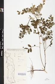 Image result for Phyllanthus odontadenius