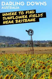 Beautiful Sunflower Fields Brisbane To Allora Countryside Road Trip Circuit Australia Vacation Short Trip Airlie Beach