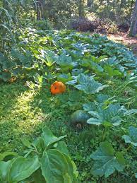 Pin By Fredrick Pfister On Gardening Planting Pumpkins Pumpkin Jack O Lantern