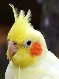 Cockatiel Yellow Bird With Red Cheeks Who S A Pretty Boy Then Lutino Cockatiel Cockatiel Pretty Boys Funny Birds