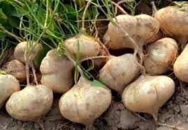 Image result for Senecio pachyrhizus