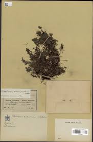 Image result for Crepidomanes inopinatum