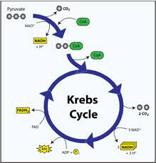 Found in all living cells, nad is called a dinucleotide because it consists of two nucleotides joined through their phosphate groups. Cellular Respiration Biology Libretexts